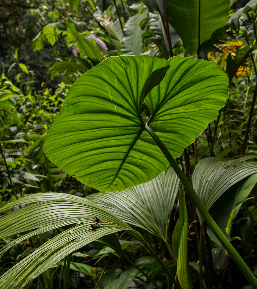 Costa Rica Tropical Leaves at La Paz 1